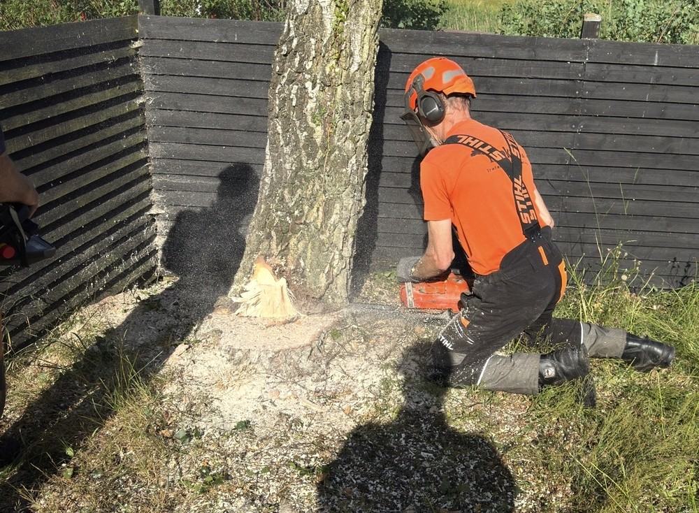 Stammen saves ned med motorsav og fuldt sikkerhedsudstyr