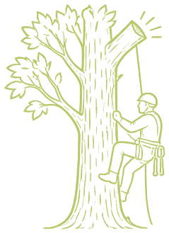 Arborist klatrer i træ ved topkapning
